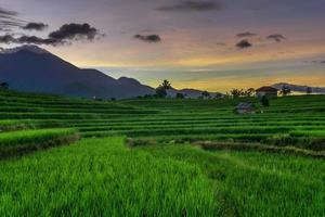 cenário natural indonésio com campos de arroz verde foto