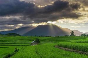 belo panorama de manhã ensolarada. terraços de arroz verde sob a cordilheira indonésia foto