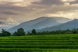 cenário de manhã indonésio em campos de arroz verde foto