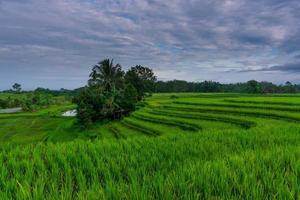 vista da manhã indonésia em campos de arroz verde foto