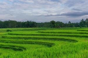 vista da manhã indonésia em campos de arroz verde foto