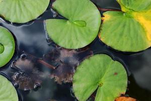 lírio de água rosa com nenúfares verdes ou flor de lótus perry no lago do jardim. close-up de nymphaea refletido na água verde contra o sol. paisagem de flores com espaço de cópia. foco seletivo foto