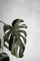 folhas verdes escuras de monstera ou filodendro de folha dividida, monstera deliciosa, a planta de folhagem tropical que cresce na natureza isolada no fundo branco foco seletivo foto