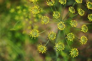 flores amarelas de endro, anethum graveolens. fechar-se. em campo aberto no jardim cresce endro vegetal foto