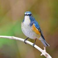 pássaro bluetail flanqueado de vermelho foto