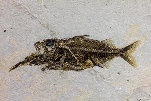peixe fóssil foto