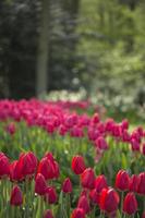 tulipas vermelhas foto