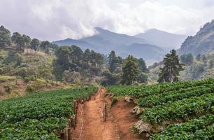 o campo de morango foto