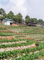 fazenda de morango com casa de plantador foto