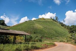 horta de milho orgânico na colina da encosta. foto