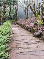 caminho de madeira ao longo da colina. foto