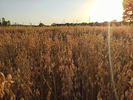 campo de aveia. colheita de aveia foto