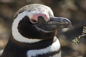 pinguim de magalhães, spheniscus magellanicus foto