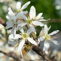 juneberry, amelanchier lamarckii foto