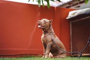 american pit bull terrier, um cachorro com uma coleira no pescoço que se senta confortavelmente na grama do jardim da frente. foto