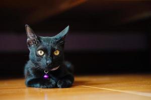 um gato preto de olhos amarelos senta-se no chão e olha para a câmera.