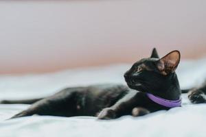 gato de pelo preto deitado em uma cama branca.