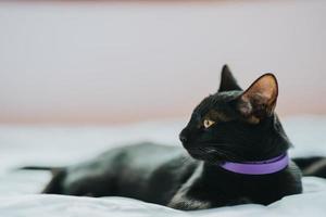 gato tailandês de cabelos pretos deitado em uma cama branca de frente para o lado.