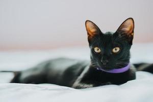 um gato preto está deitado em uma cama branca e está olhando para a câmera.