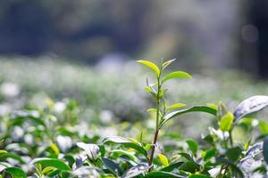 close-up de folhas de chá verde na plantação de chá foto