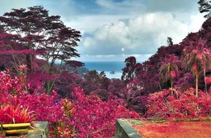 belas fotos infravermelhas rosa e roxas de palmeiras tropicais nas seychelles