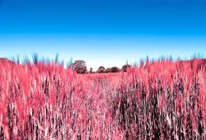 visão infravermelha em culturas agrícolas e campos de trigo prontos para colheita foto