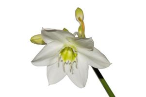 flor branca desabrochada em um fundo branco foto