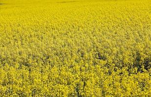 canola florida. primavera foto