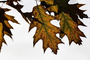 mudando de cor carvalho na temporada de outono foto