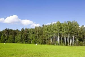 campo agrícola e floresta foto