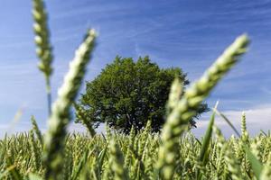 carvalho com folhagem verde em um campo com trigo verde foto