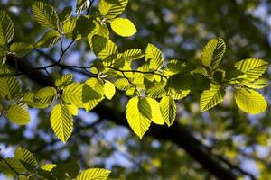 folhagem verde jovem no caranguejo na primavera foto