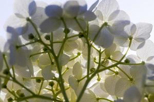 uma grande inflorescência de flores brancas na temporada de outono foto