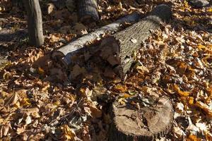 troncos deitados na floresta na temporada de outono foto