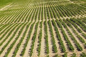 campo agrícola onde são cultivadas variedades de beterraba reprodutoras foto