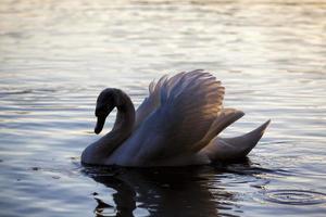 cisne na primavera, lindo cisne de aves aquáticas foto