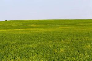 grama verde em um campo agrícola no verão, agricultura foto