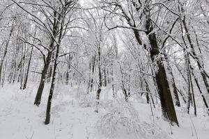 um parque com árvores diferentes na temporada de inverno foto