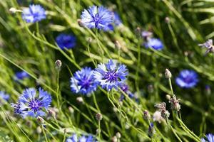 centáurea azul, primavera foto