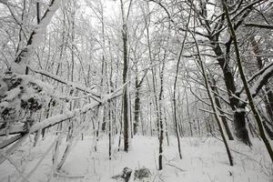 floresta de inverno com árvores sem folhagem foto