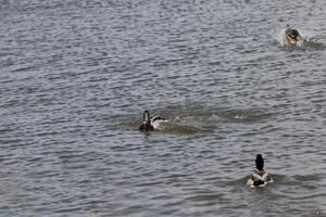 aves selvagens patos em seu habitat natural foto