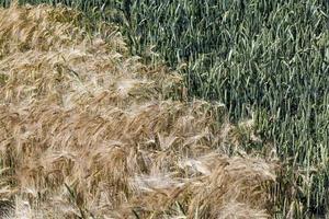 campo agrícola misto com diferentes cereais foto