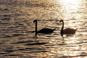 um par de cisnes nadando ao pôr do sol foto