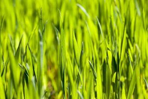 trigo verde ou outros cereais em terrenos agrícolas foto