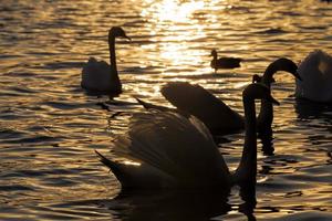 grupo cisne branco, cor laranja foto