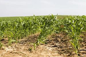 milho em um campo agrícola foto