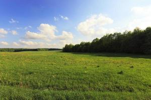 cereais imaturos, campo foto