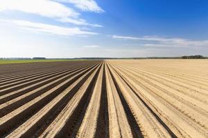 campo agrícola com plantas foto