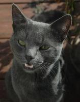 focinho de close-up de um gato cinza com olhos amarelos, um longo bigode preto, um nariz cinza. o gato está miando, boca aberta, língua e dentes rosados. conceito para clínica veterinária. foco seletivo foto