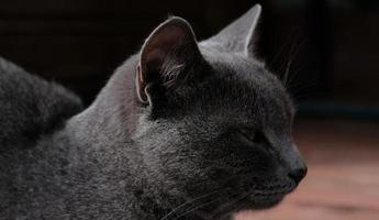 retrato de close-up de gato cinza com olhos amarelos. o gato está cochilando, olhos entreabertos. o focinho de um gato cinza com olhos amarelos, um longo bigode preto, um nariz cinza. foco seletivo. foto